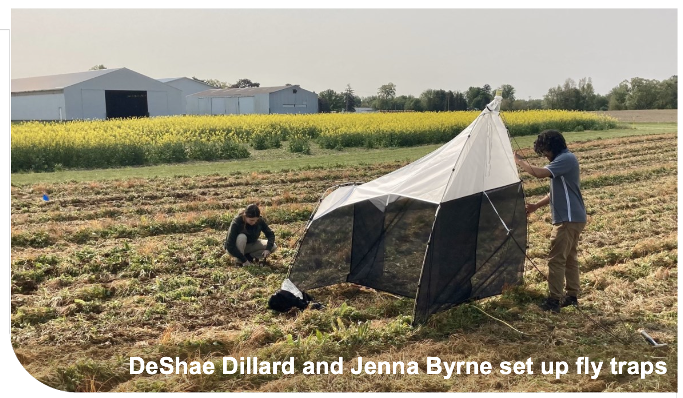DeShae Dillard and Jenna Byrne set up fly traps